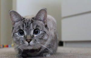 怎么看小猫有没有撒尿 4ab68620e0104a89bd52ea499428fdb2.jpeg