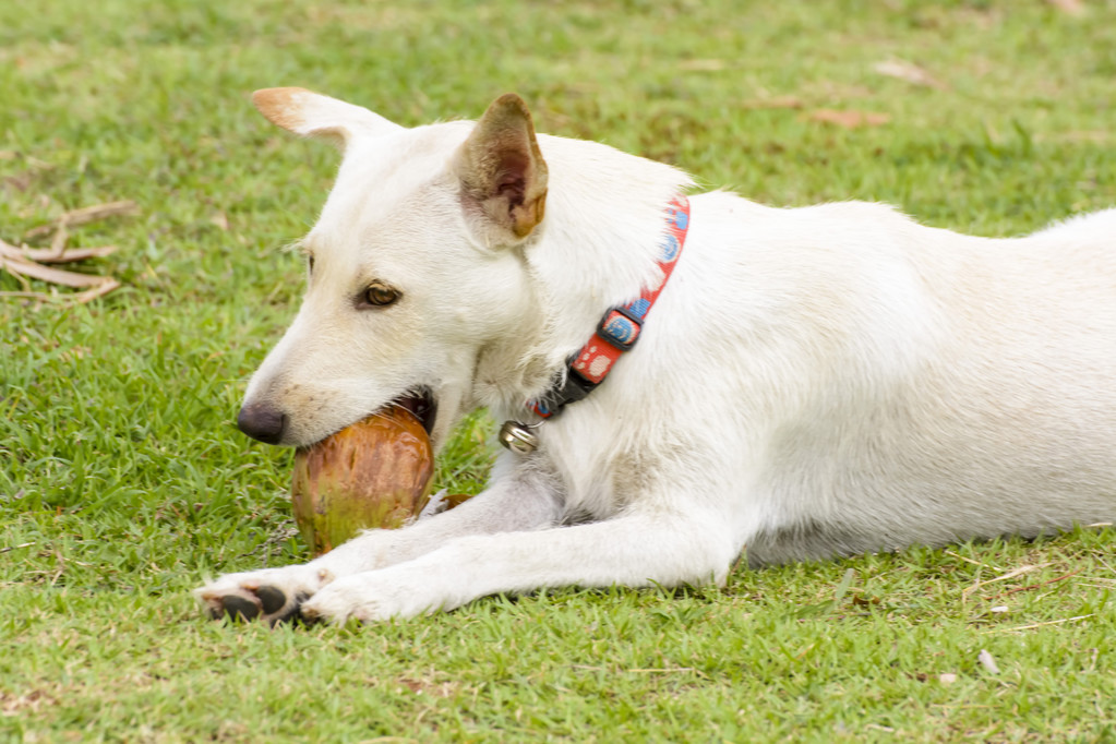 狗为啥喜欢吃肉 86114573c37245cca7ae3a0ee491b5b7.jpeg