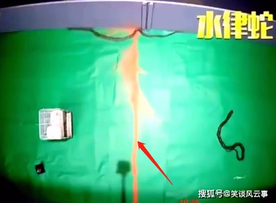 蛇最怕什么东西 夏天如何正确防蛇 动物