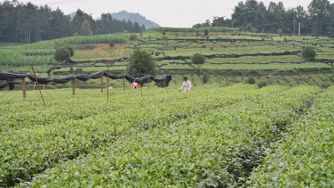 【重走长征路 最美茶乡行】抄乐镇:产业兴旺 美丽宜居_湄潭