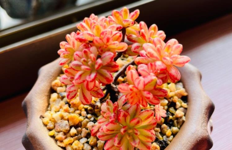 用纯麦饭石养多肉有好处也有弊端但养好了多肉特别容易出状态