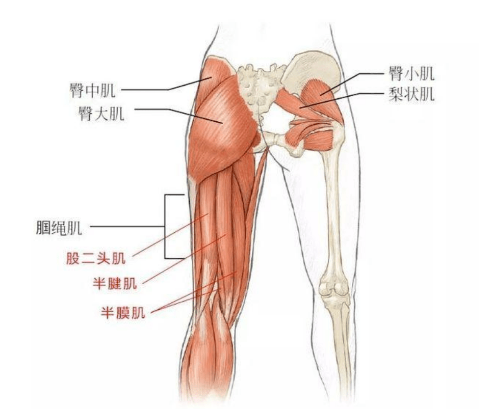 使用「筋膜槍」的正確姿勢,醫生為您講明白_肌肉