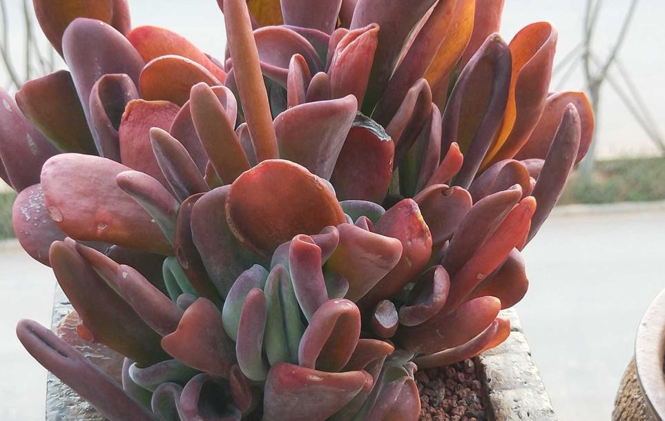 长得像狐狸耳朵的红色多肉火狐狸,好看又好养,喜欢就不要错过哦