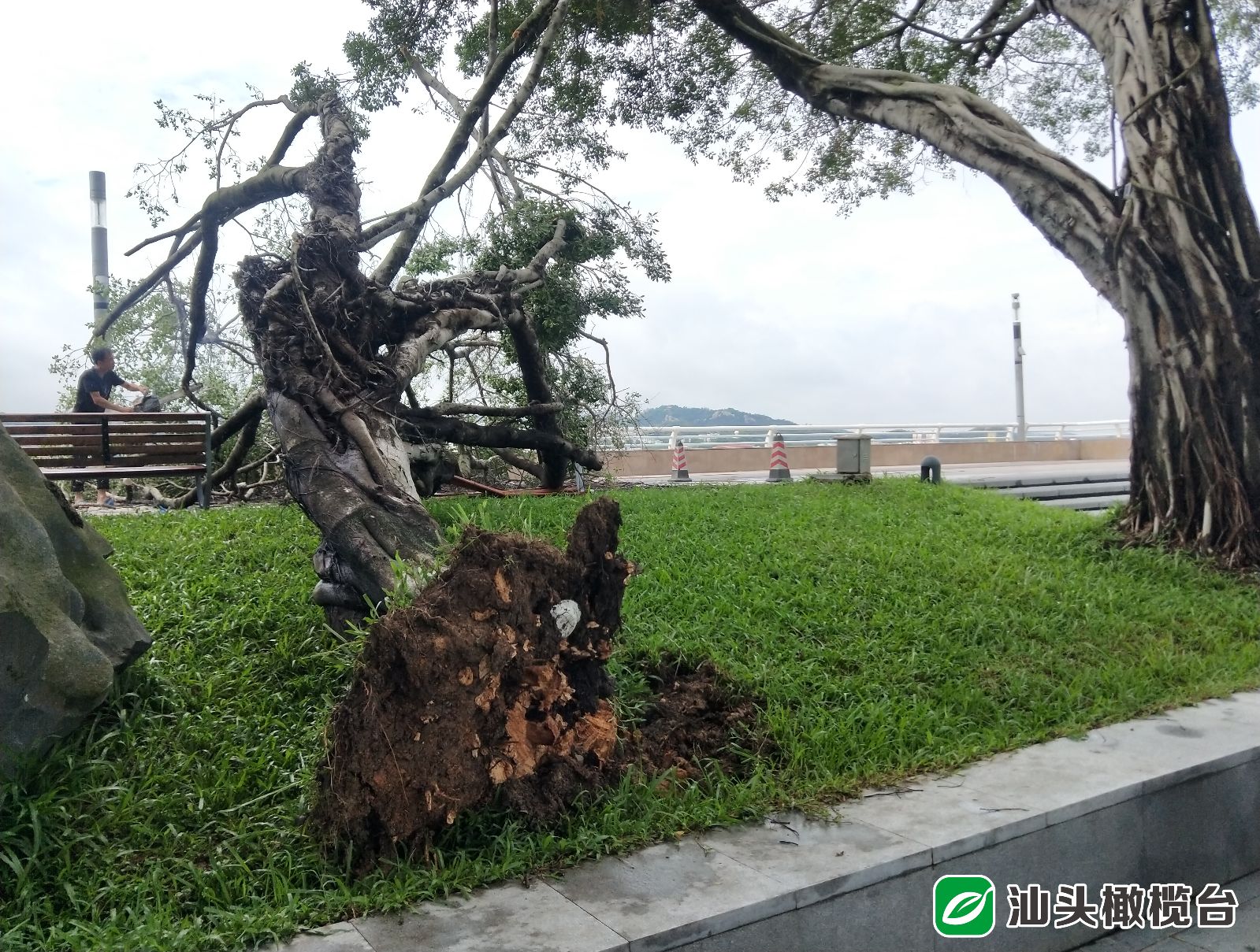骑车路上,一棵大树轰然倒下_榕树