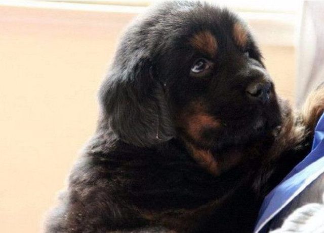 男子逛集市花100买了只土狗,朋友看到狗狗后,直呼赚了!_藏獒