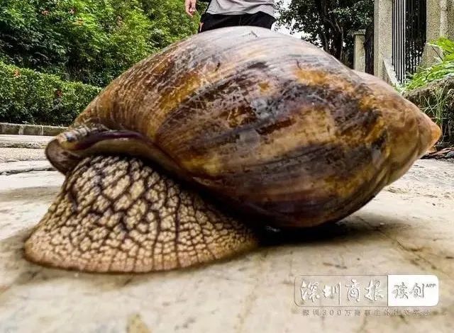 蜗牛怎么生小孩 fcab560761d44e5389fcf36968b6671f.jpeg