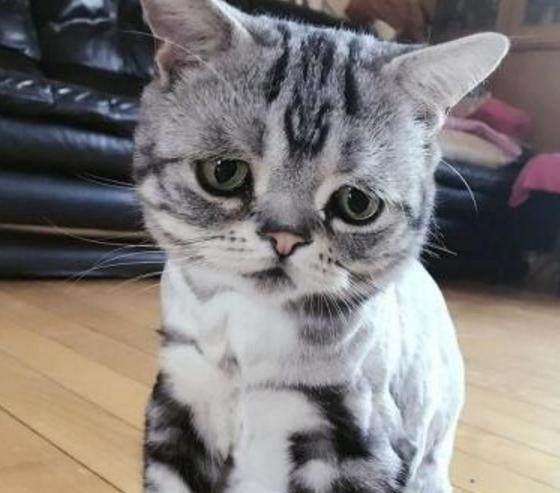小猫的表情包怎么搜 0a04cbb72def48a29812f210df360b8d.jpeg
