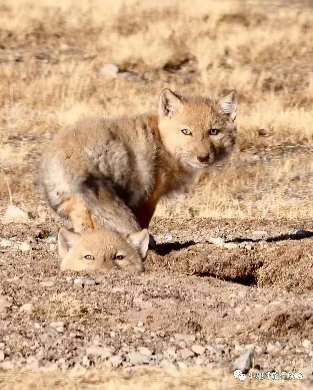 赤狐说明明我才是狐狸精三江源国家公园野生动物百科小地球旅行原创