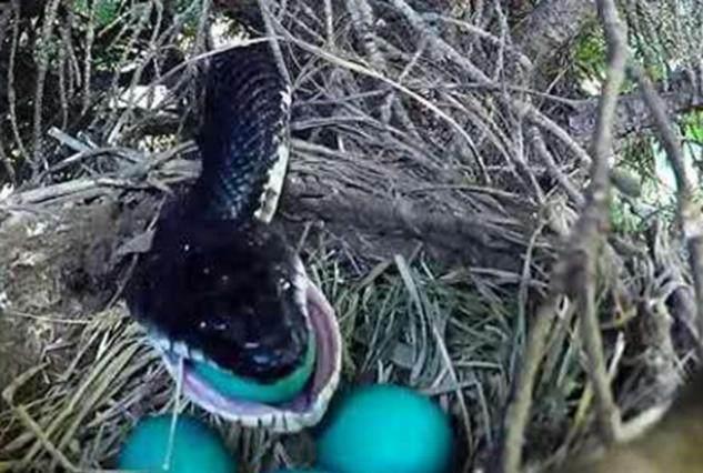 蛇是怎么下蛋 31708d1271d04e71adf0be1066635c34.jpeg