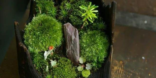 一棵植物 一捧土 就能制作出美轮美奂的苔玉盆景 值得你拥有 苔藓
