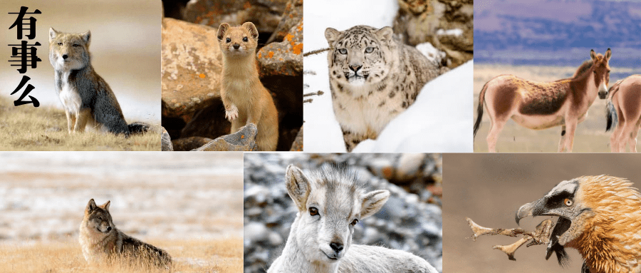 原创史上最全最详细趣味版三江源国家公园野生动物百科耗时两周完成