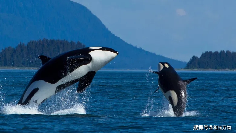 原创30头虎鲸围攻游艇2小时咬断船舵一大块虎鲸被人类激怒了