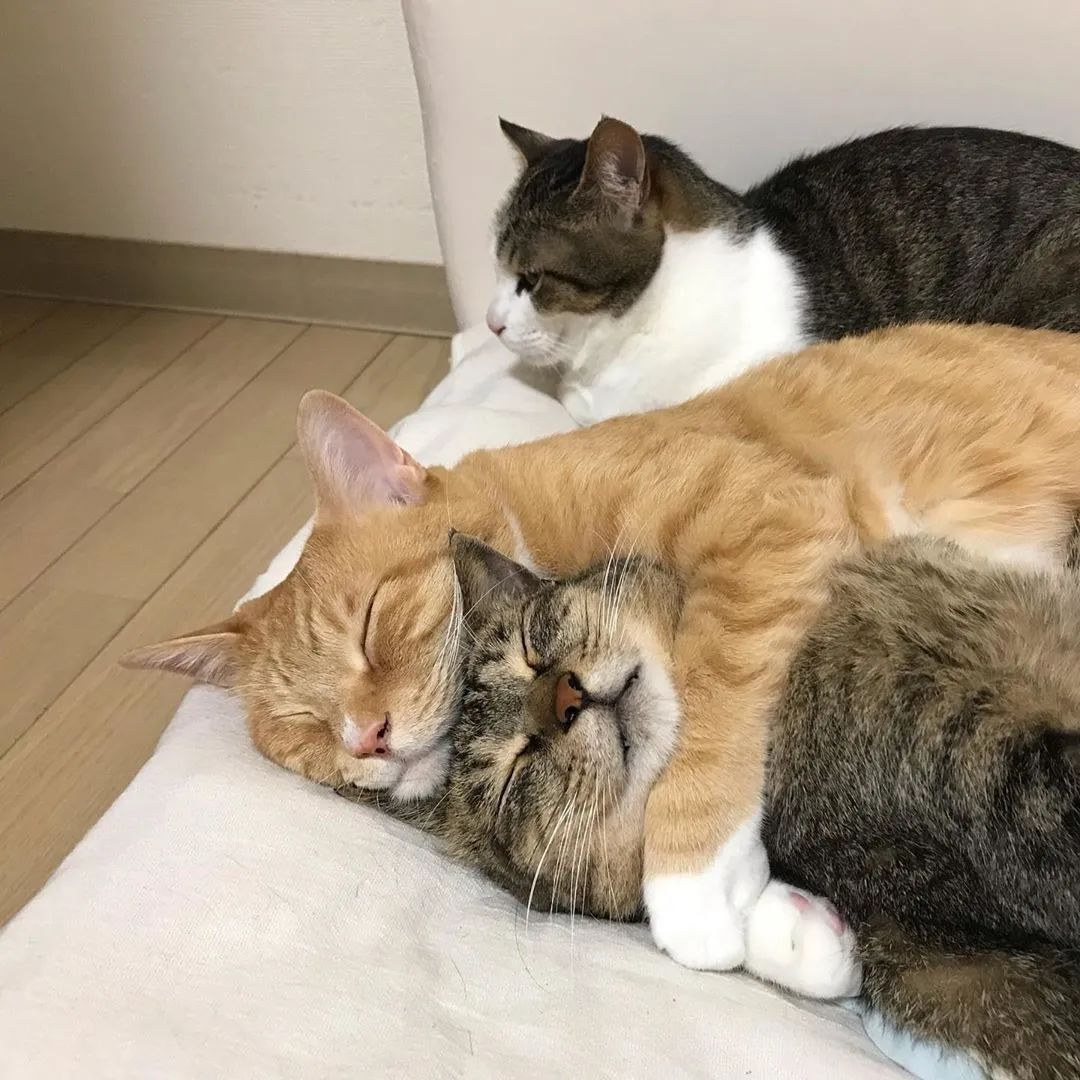 原创网友家有三只猫咪天天抱在一起睡觉好得跟一个妈生出来似的
