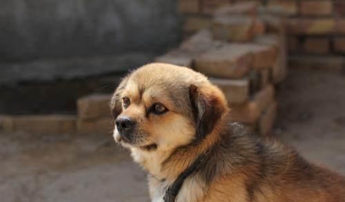 排名第一的犬