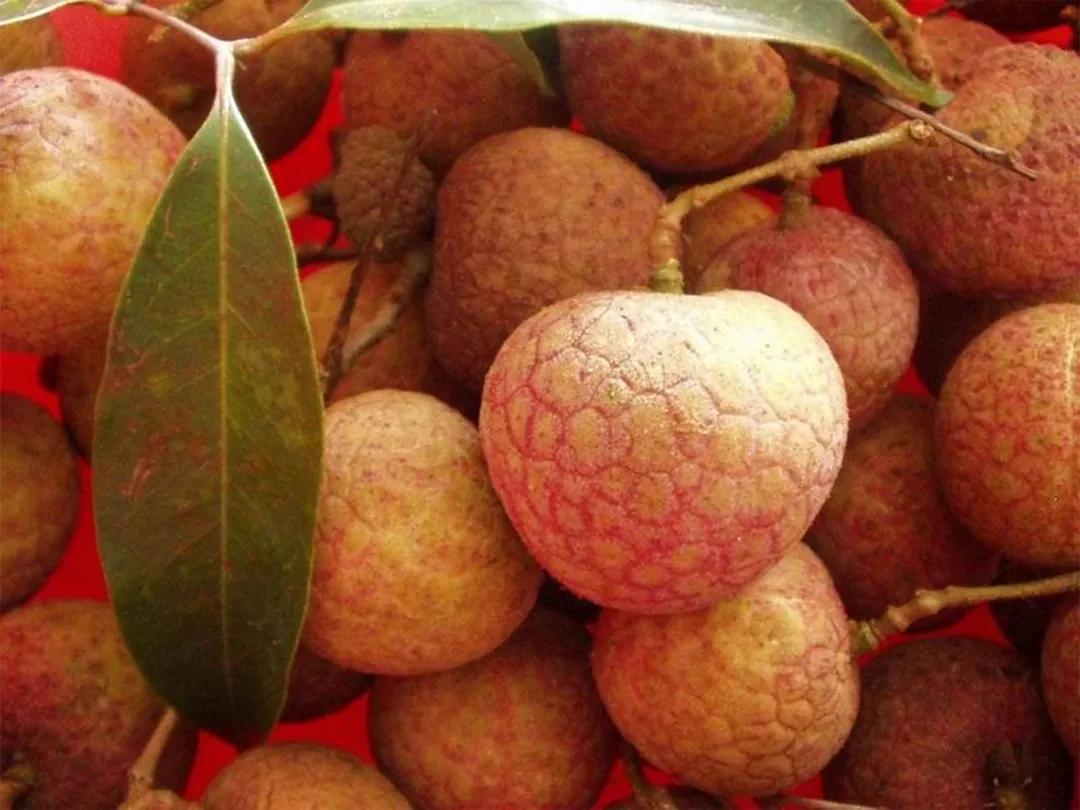 天生"荔"质,"枝"在广西隆安_荔枝