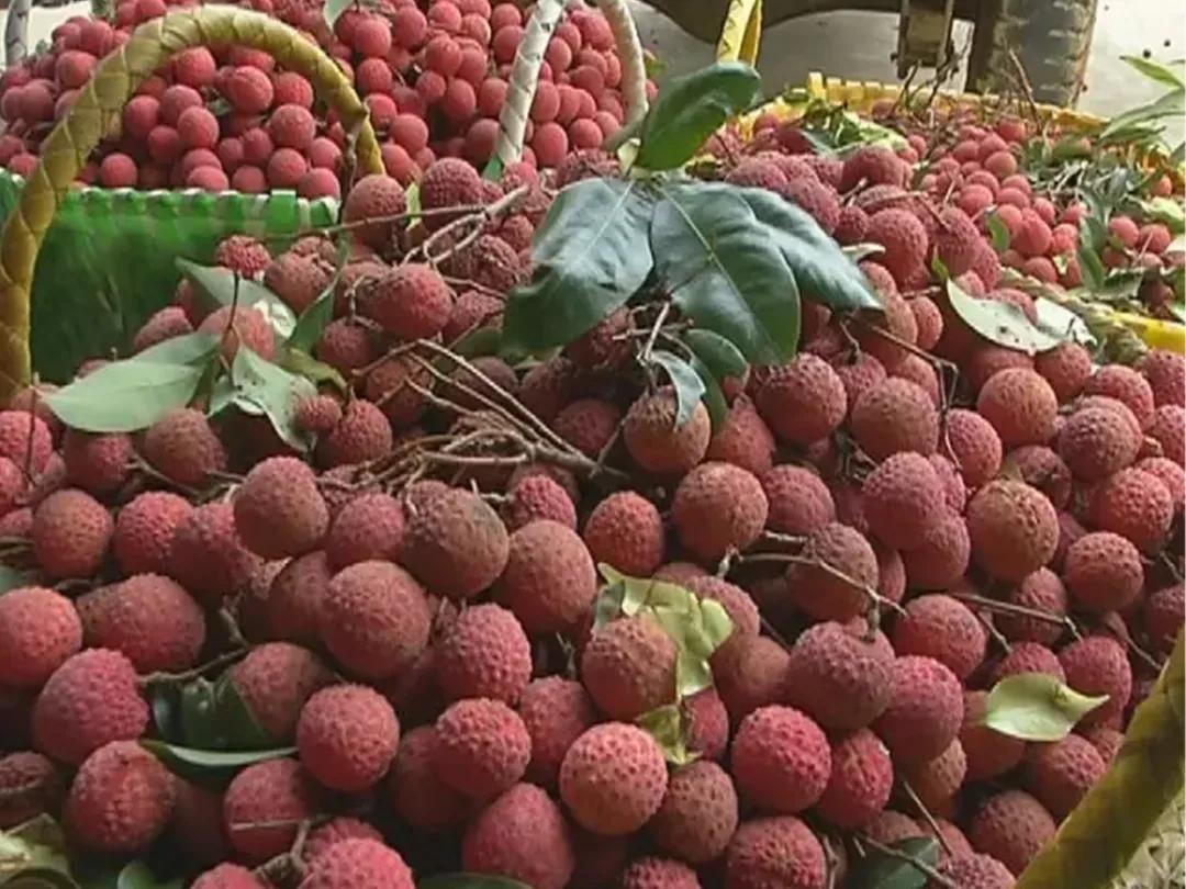 金钟荔枝成熟期在6月,成熟时果壳鲜红,果肉呈乳白色,有韧性,有特殊