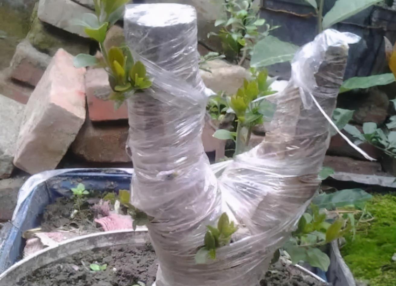 而下山桩采掘回来进行栽植或移植时,所做的那些缠膜,套袋,打围,高培土
