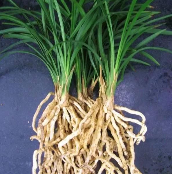 春天兰花分株时,避开这4点,根壮苗旺长势好,兰花服盆快_兰草