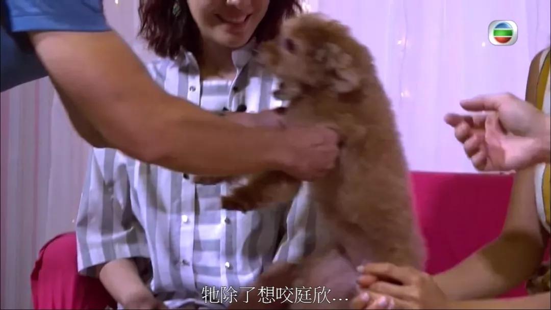 吴磊抱狗姿势冲上热搜，网友：别人是抱狗，他是抱娃,狗,第17张