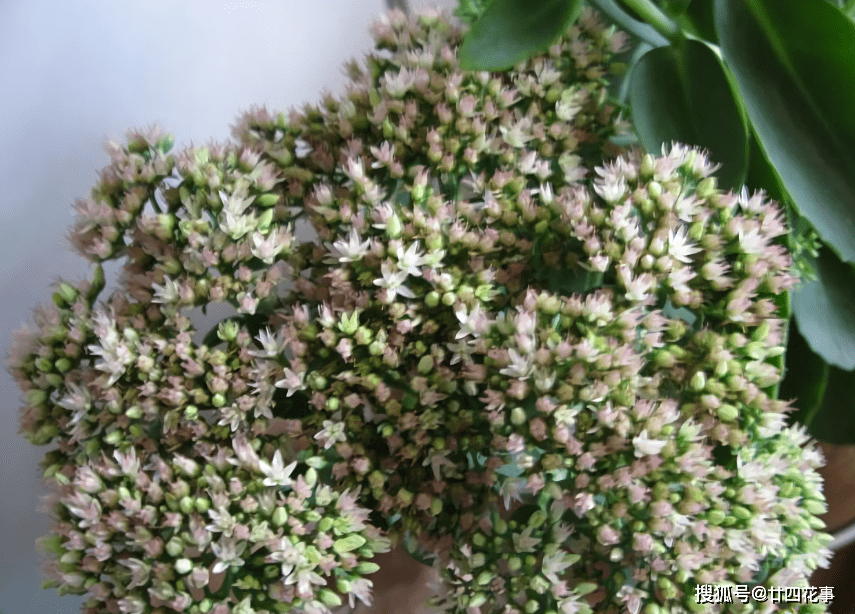 土生土长的多肉蝎子草皮实好度夏家里养一盆不怕蚊子咬