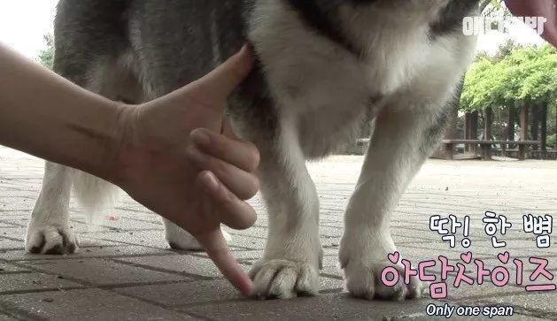 因为|帅气哈士奇“相亲”却屡屡失败, 主人说大概这是一只“哈士基”