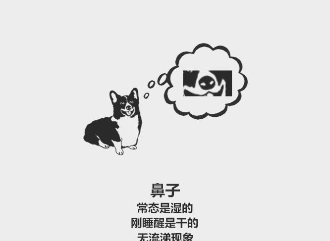 眼睛|59秒冷盘点:柯基有尾巴不正宗?挑选健康的狗狗有9个技巧