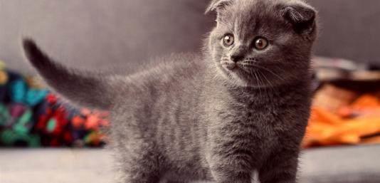 猫咪怎么样才能让人摸 9e9286450680431e918e8bcd5102c849.jpeg