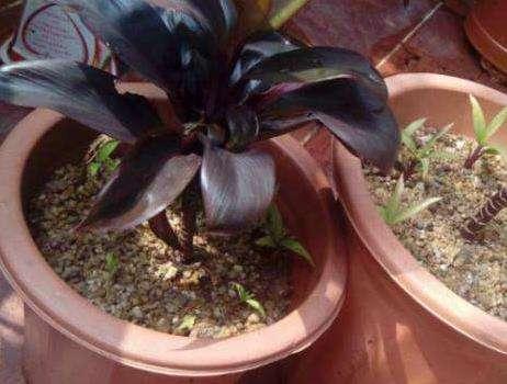 养花土 不会消毒 教你 3招 常用土壤消毒小技巧 快试试吧 药物