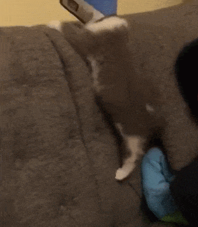 伊丽莎白|猫首次带伊丽莎白圈, 生无可恋一头撞在墙上, 是谁把灯给朕关了!