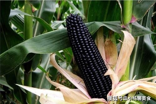 哪里有口感好的玉米 f6d9ad1ce2f246f08d0acfaf3c7f6568.jpeg