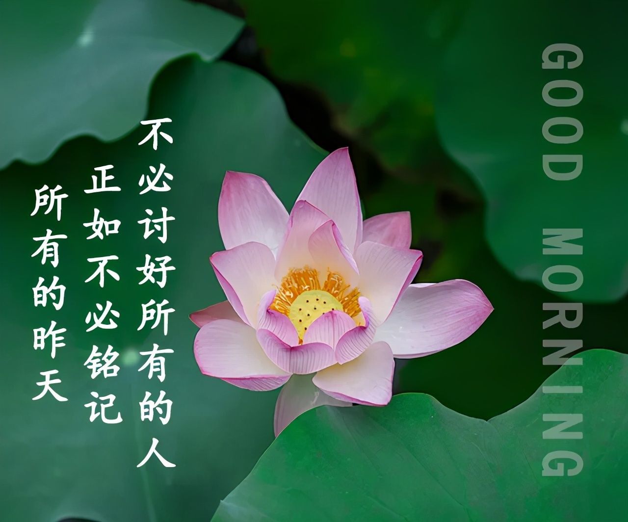 原创清晨第一声祝福送给您珍惜当下活好现在便是最美的时光