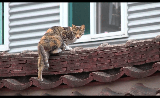 原创猫发现有同伴被困夜里哀嚎引人注意被救后它却离开深藏功与名