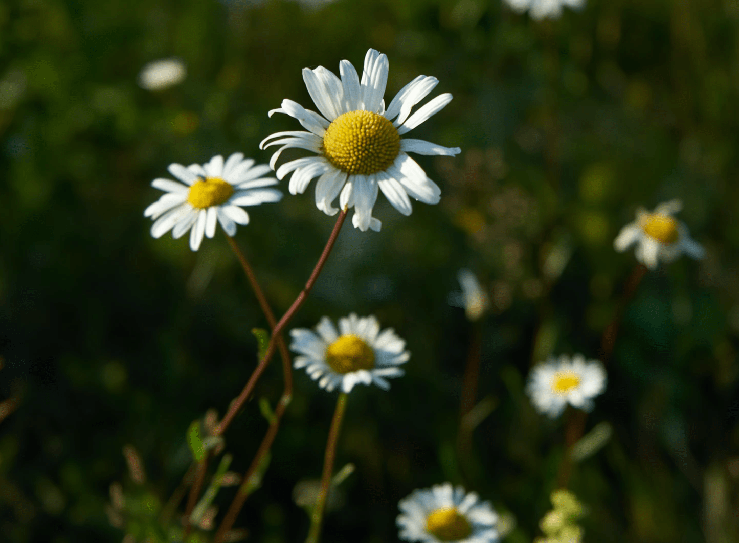 桃花债上门 月老撮合 3星座掉进蜜罐里 重蹈覆辙情意浓 威廉莎士比亚