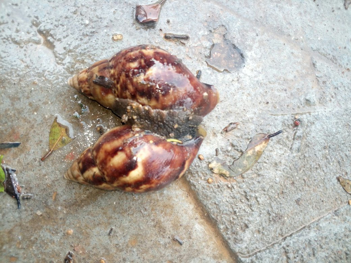 原创雨季来临南方大蜗牛泛滥不要触碰和食用贪吃老饕都望螺兴叹