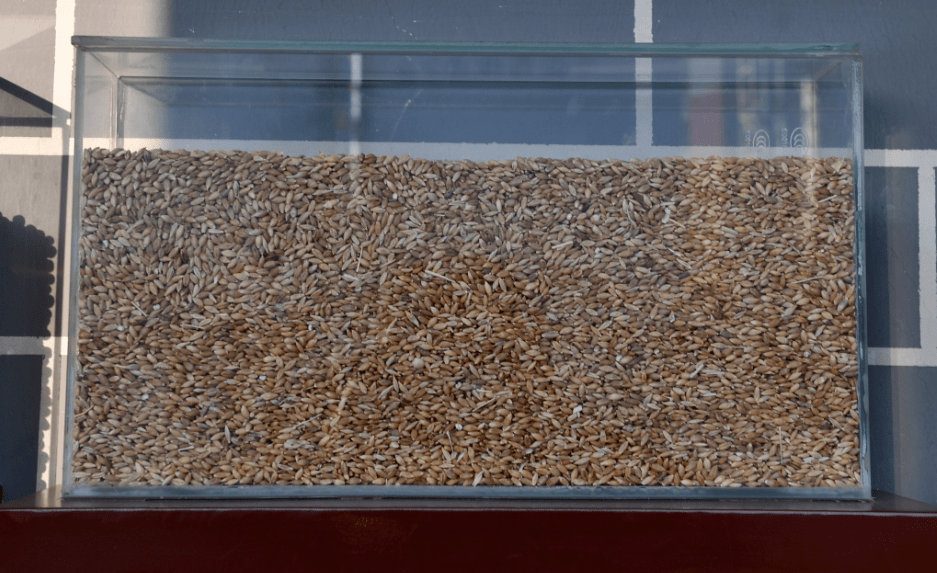 青稞是能脱壳的裸大麦