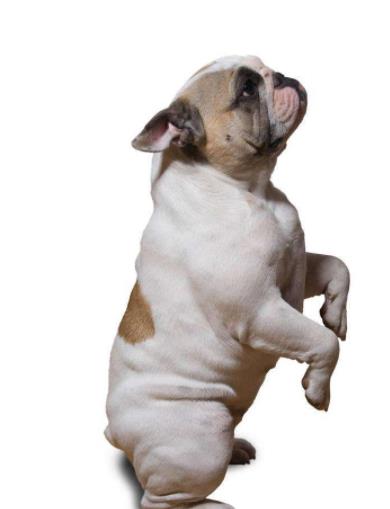 女生|狗狗经常睡我们床上，原来这就是原因，看完“哭”了！