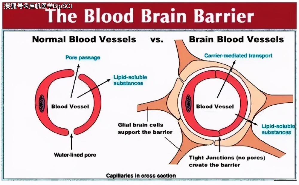 科学新闻 | 人干细胞模型检测药物对脑血屏障的影响