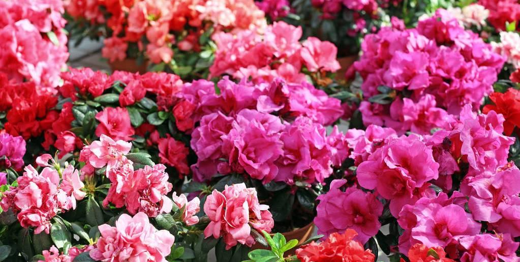 杜鹃花苗批发