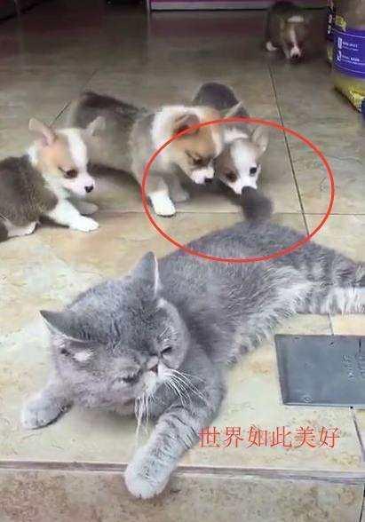 观点评论|佛系猫被柯基欺负：世界如此美好，我却如此暴躁，这样不好，不好