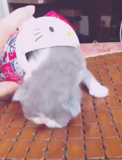 动画片|小奶猫被关在盒子中，主人稍微一斜，小家伙倒出来的表情萌翻了！