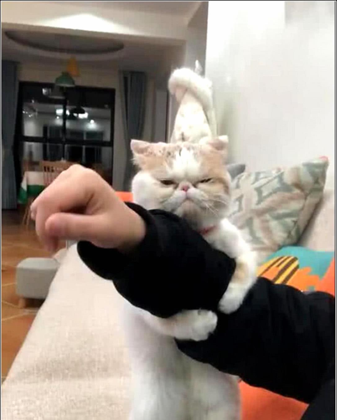 猫咪|主人撸猫被拒，气得直接甩钞票砸猫咪脑袋，喵：OK，你随便撸吧！