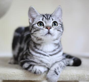 异国|最受欢迎的6种猫，2021猫咪“爆款之王”是谁？