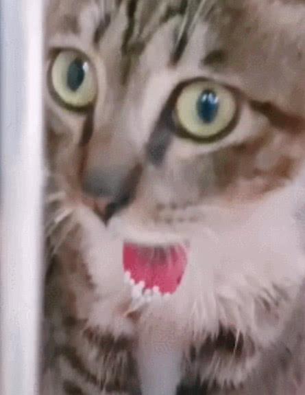 猫咪怎么才能让它安静 5a34d4106fcc4cb09f4b3485e82c8052.jpeg