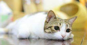 蓝猫喜欢吃猪肉怎么办