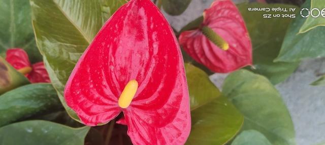 仇大如|让100000人头疼的婆媳关系，记住3条帮你搞定……