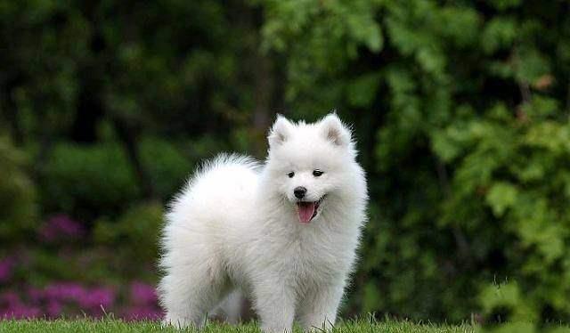 萨摩耶怎么吃驱虫的