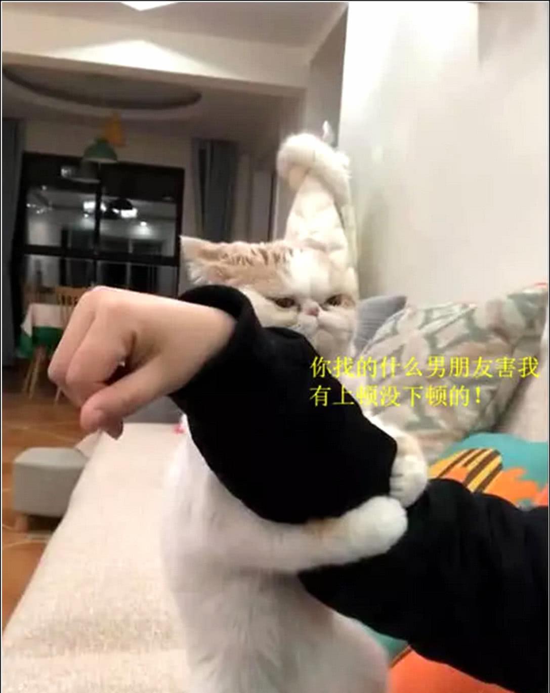 猫咪|主人撸猫被拒，气得直接甩钞票砸猫咪脑袋，喵：OK，你随便撸吧！