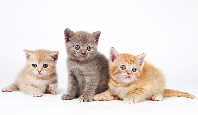 猫咪怎么才会有弓形虫 afc11e9f232c468291d8383b92909d06.jpeg