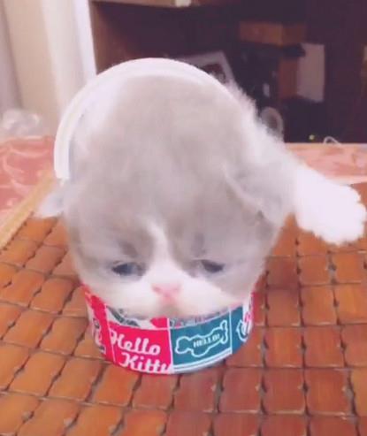 动画片|小加菲猫楚楚可怜爬出盒子，网友直呼萌化了：组团去偷猫要不要