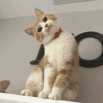 观点评论|如果这4只小猫出现在你门口，你会选哪只抱回家呢？我果断选第三